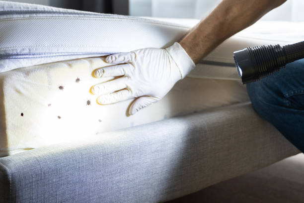 Wasp Removal Services in East Grand Rapids, MI